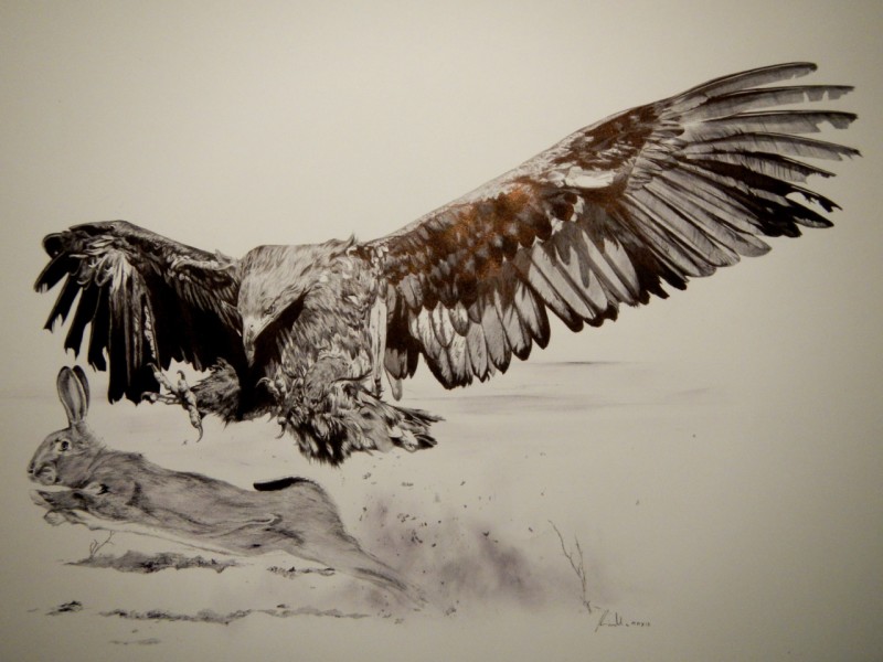 Eagle's hunting